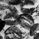 bitchysidepiece avatar