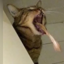 bitchysouljellyfish avatar