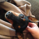 bitchystarfishgladiator avatar