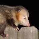 bitemefightme avatar