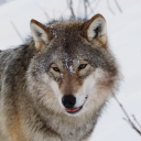 bitey-wolf-anon avatar