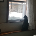 bitofsilliness avatar