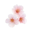 bittersweet-alyssum avatar