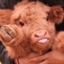 bittersweetboi avatar