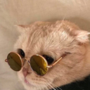 bittersweetiero avatar