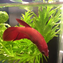 bittybettafish-blog avatar