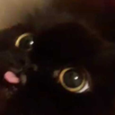 bizarrcricket avatar