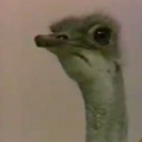 bl0ggingqueen avatar