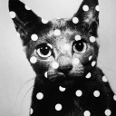 bl3ssedwithbeautyandrage avatar