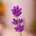 blablabla-123456789 avatar