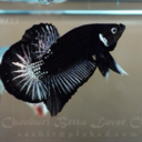 black--orchids-blog avatar