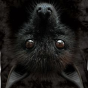 black-bats avatar