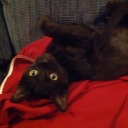 black-cat-777 avatar