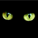 black-cat-in-black-room-blog avatar