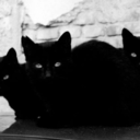 black-catss avatar