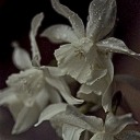 black-daffodil avatar