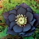 black-flower-fanfics avatar
