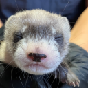 black-footed-ferret avatar