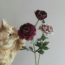 black-freedom avatar