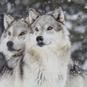 black-gore-core44 avatar