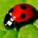 black-ladybird avatar