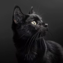 black-light29 avatar