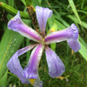 black-moon-fox avatar