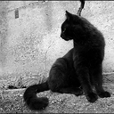 black-mountain-cat-blog avatar