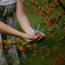 black-oaks-and-bronze-fruit avatar