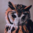 black-owl avatar