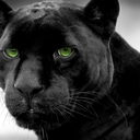 black-pantherz avatar