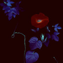 black-petunias avatar