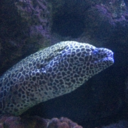 black-pickachu-blog avatar