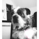 black-raven-lele avatar