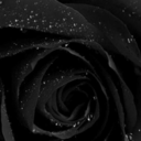 black-rose-29 avatar