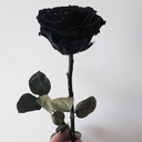 black-roses-are-gorgeous avatar