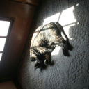 black-squirrl avatar