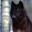 black-wolf-warrior avatar
