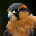 blackaplomado-blog avatar