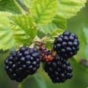 blackberriebrambles avatar