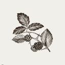 blackberries-and-thorns avatar