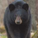 blackberryballad avatar