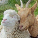 blackberrybones avatar