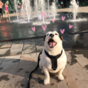 blackberryteapot avatar