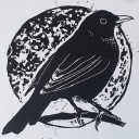 blackbird-femme avatar