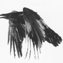 blackbird1628 avatar