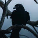 blackbirdie1234 avatar