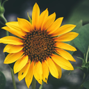 blackbirdsandsunflowers avatar