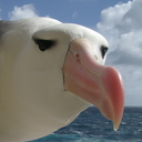 blackbrowedalbatross avatar