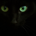 blackcat818 avatar
